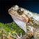 Frog Facts
