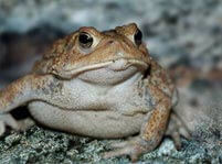 Toad Facts And Pictures