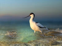 Avocets Facts And Pictures