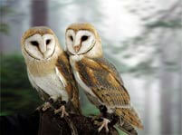 Barn Owl Facts And Pictures