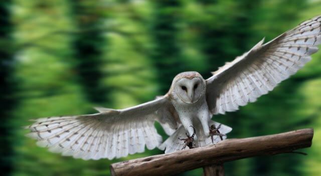 Resultado de imagem para barn owl wingspan
