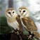 Barn Owl