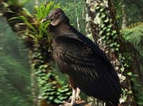 Black Vulture Facts And Pictures