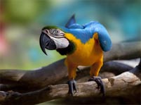 Blue And Yellow Macaw Facts And Pictures