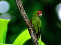 Brown Parakeet Facts And Pictures