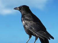 Crow Bird Facts And Pictures
