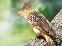 Cuckoo Bird Facts And Pictures