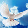 Dove Facts