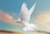 Dove Flying View Picture