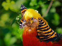 Golden Pheasant Facts And Pictures