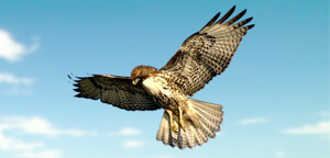 Hawks Bird Are Wing Span