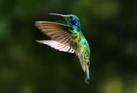 Hummingbird Fly View Picture