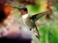 Hummingbirds Facts And Pictures