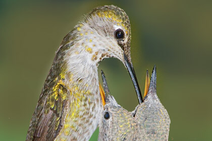 Hummingbird With Child Picture