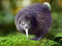 Kiwis Facts And Pictures