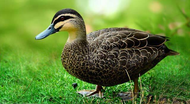 masked-duck-gazing.jpg