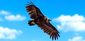 Monk Vulture Flight