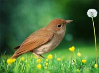 Nightingale Facts And Pictures