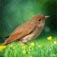 Nightingale Facts