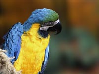 Parrot Facts And Pictures
