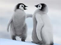 Penguin Facts And Pictures