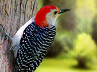 Woodpeckers Bird Facts