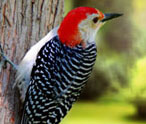 Woodpeckers Facts