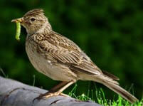 Skylark Facts And Pictures