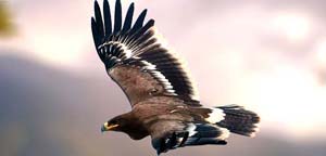 Steppe Eagle Flight