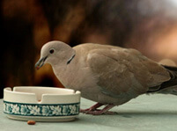 What Do Doves Eat?
