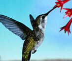 What Do Hummingbirds Eat?