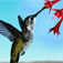 What Do Hummingbirds Eat?