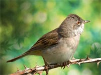 Whitethroat Facts And Pictures