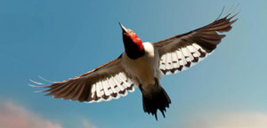 Woodpecker Are Flying View