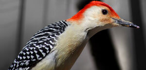 Woodpecker Are Gazzing View Picture