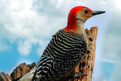 Woodpecker Picture Are Gazzing