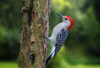 Woodpecker Picture Sitting View In Tree