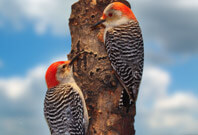 Woodpecker Are Gazzing Togather Picture