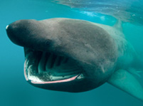 Basking Shark Facts And Pictures