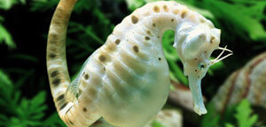 Hippocampus Abdominalis / Big-belly Seahorse Picture