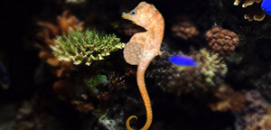 Hippocampus Minotaur / Bullneck Seahorse Picture