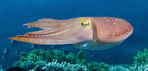 Cuttlefish Picture
