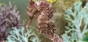 Hippocampus Procerus / High-crown Seahorse Picture