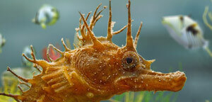 Hippocampus Pusillus / Pygmy Thorny Seahorse Picture