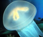 Jellyfish Facts