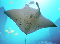 Manta Ray Fish Facts And Pictures