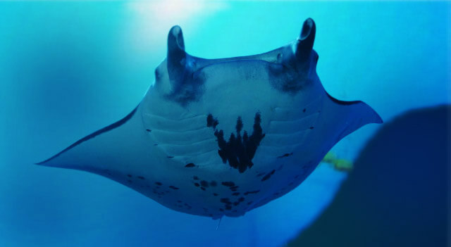 manta-ray-fish.jpg