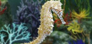 Hippocampus Angustus / Narrow-bellied Seahorse Picture
