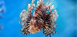 Pterois/Lionfish Picture