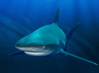 Sharks Fish Facts And Pictures